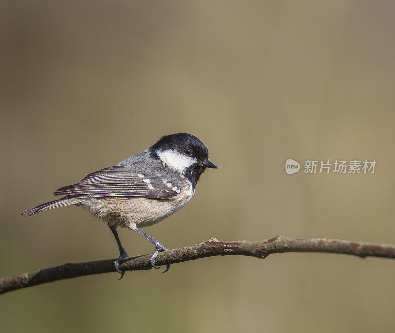 煤山雀，Periparus ater，栖息在树枝上;本空间